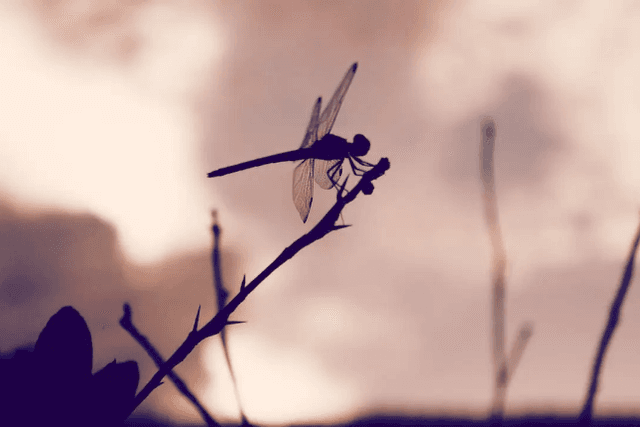 全览Dragonfly投资版图：150多个项目，遍布DeFi、基础设施与NFT