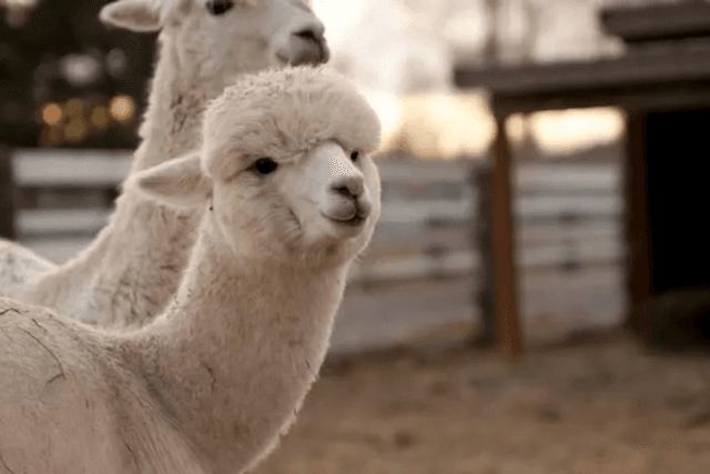 回望羊驼ALPACA：当利空成为短暂的财富密码