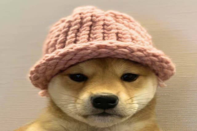 被遗忘的WIF,注意力经济下的meme币生死法则